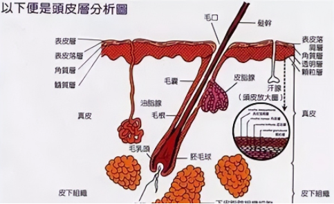 科普 | 养护好你的毛囊,才能让你的头发常“青”！